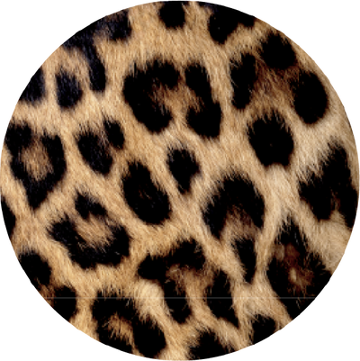 The Polarized Tortoise Sun Top